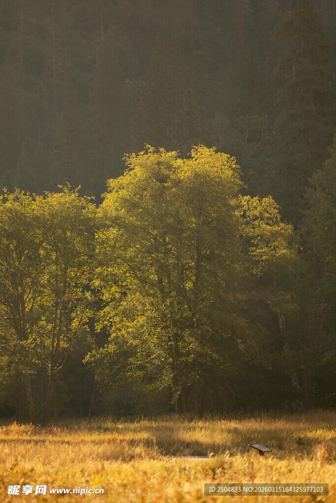 秋日田野旁的葱郁树林