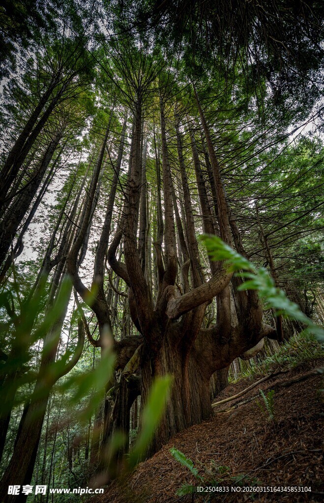 茂密蕨类植物的森林景象