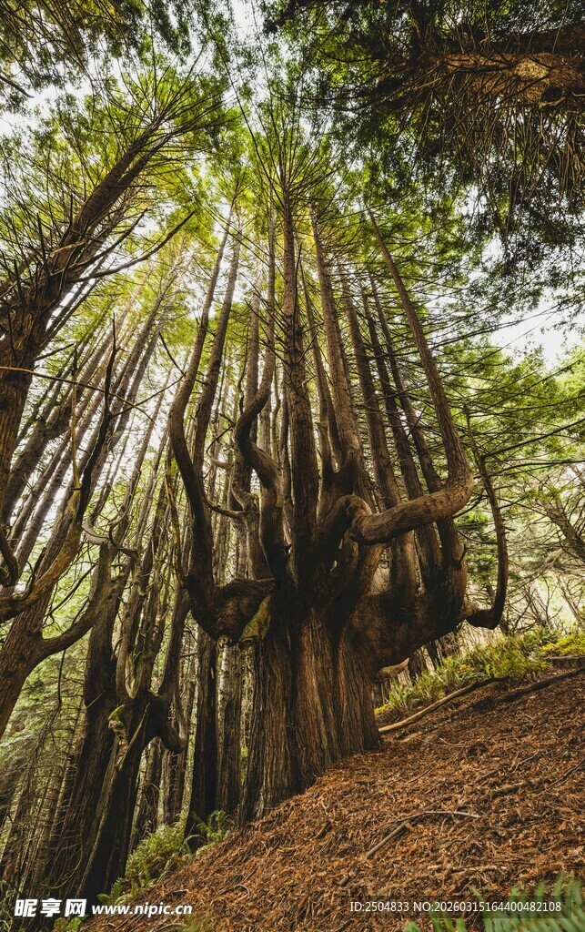 茂密森林中的高大树木