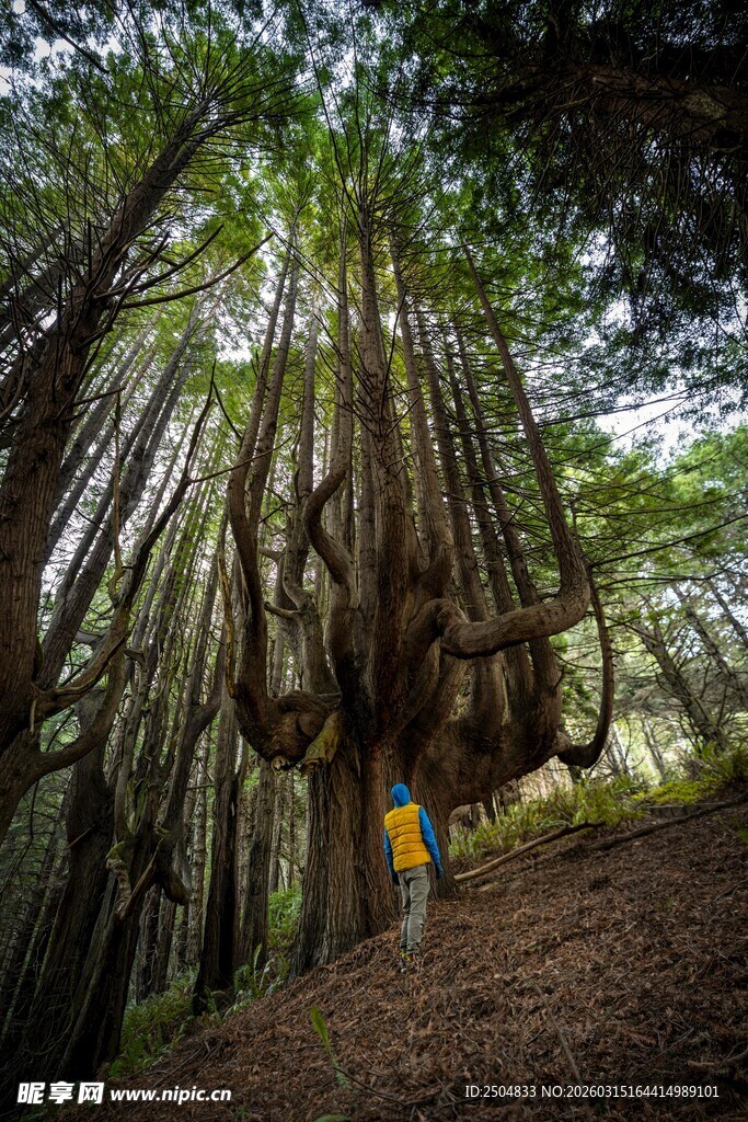 漫步森林巨树间的徒步者