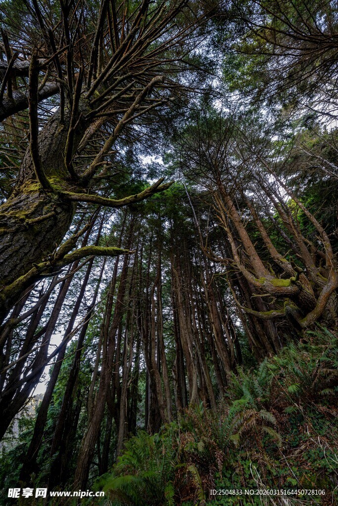 神秘森林中的繁茂树木景观