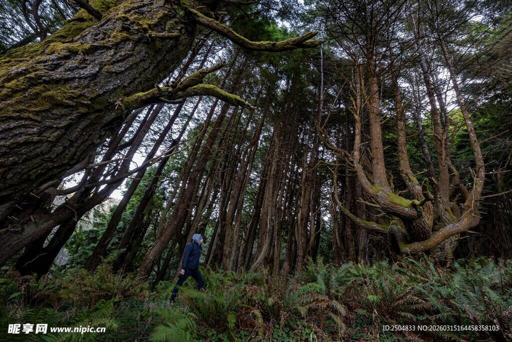 神秘奇幻的森林藤蔓景观