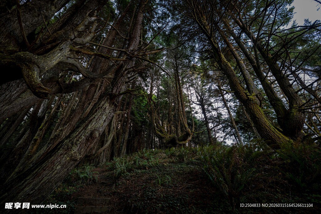 茂密森林中的参天大树