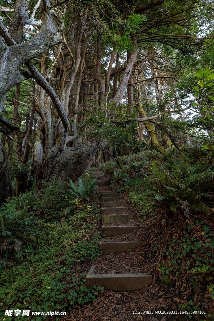 林间幽静石阶 自然之美