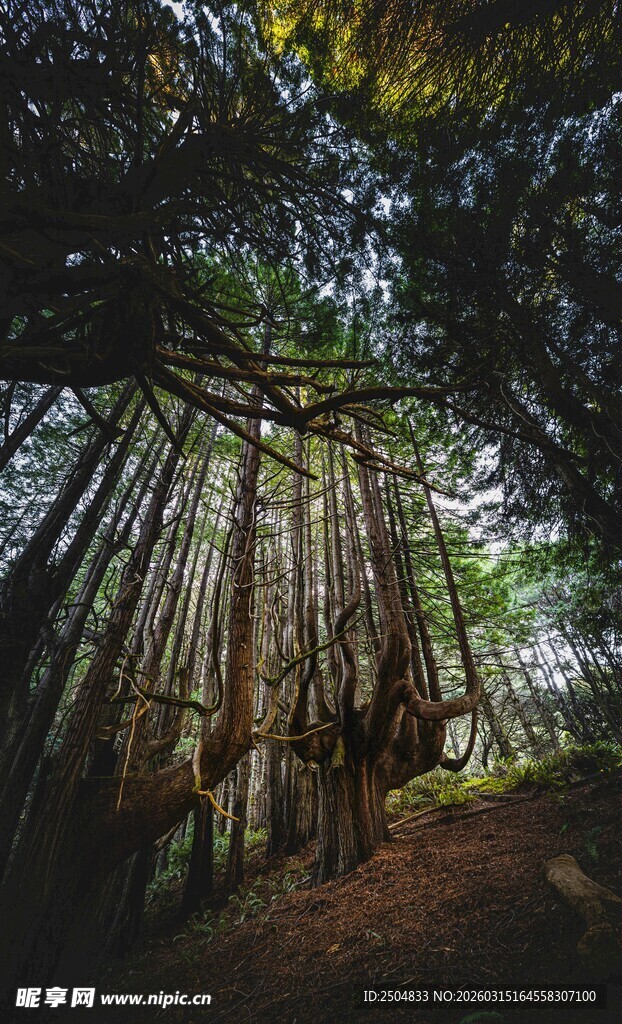 幽静森林中的蜿蜒小径