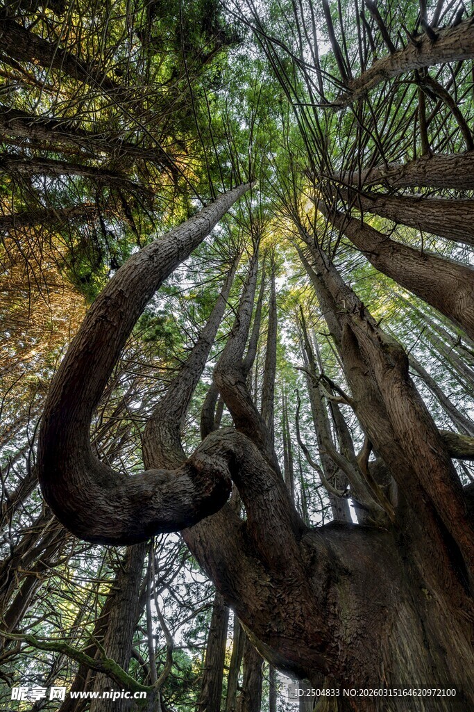 森林中巨大鹿角仰视景象