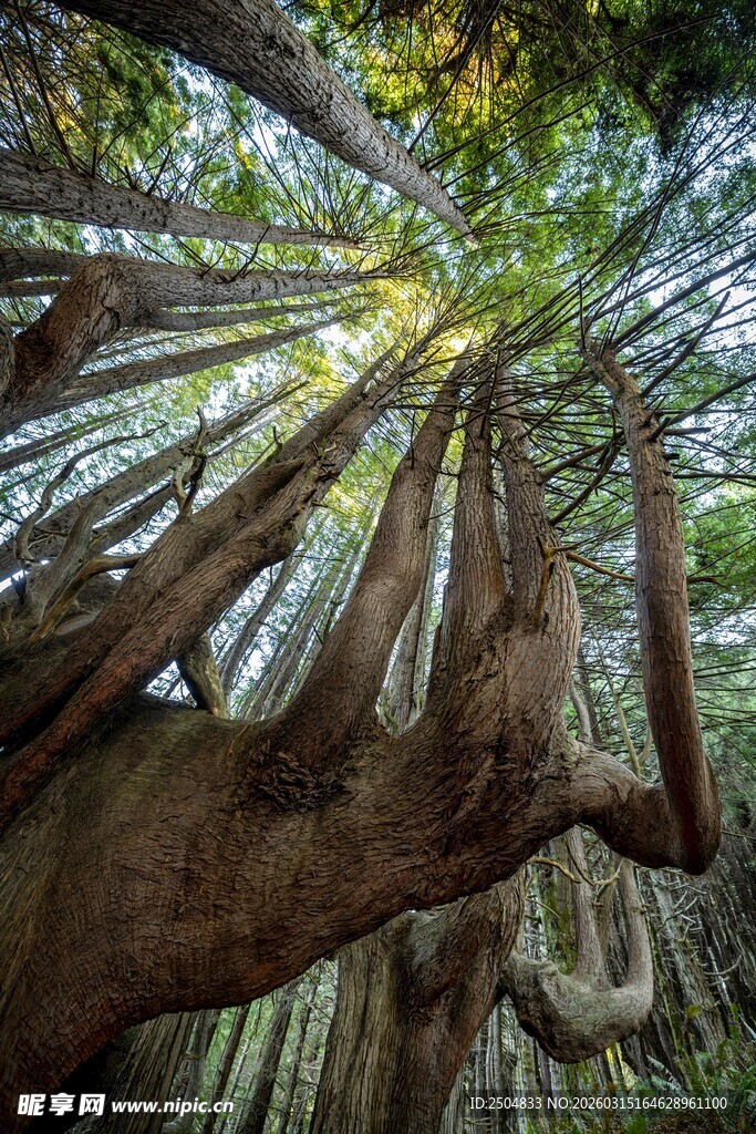 仰视茂密森林参天大树