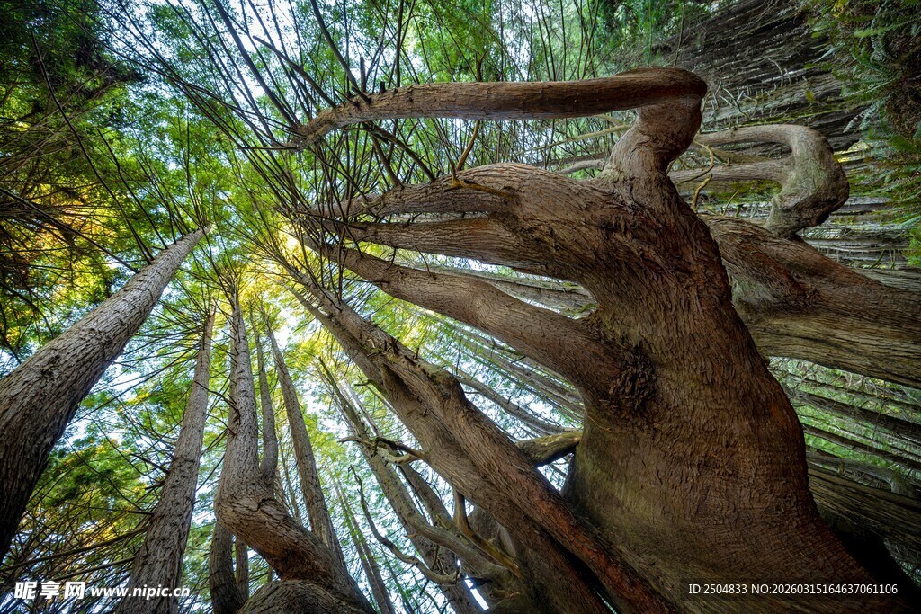 巨大树根向上伸展的奇观