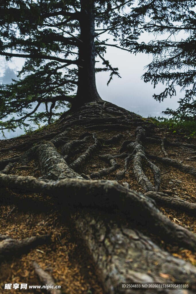 盘根错节的孤树
