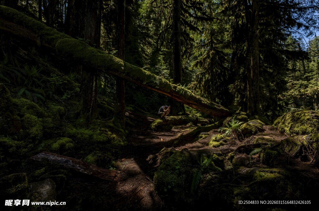 静谧森林中的自然景象
