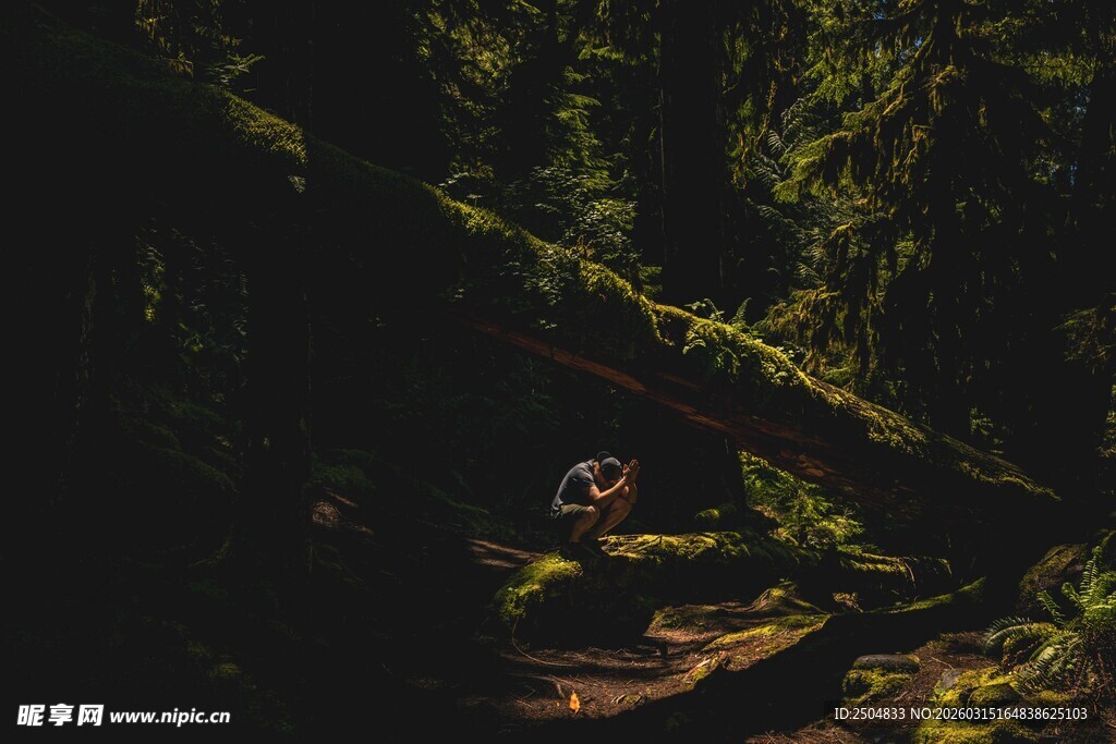 幽林深处的静谧景象