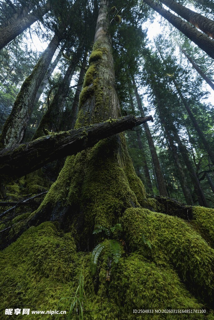 青苔覆盖的森林大树景观