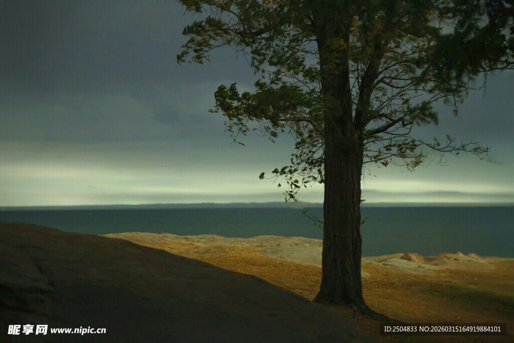 海边孤树 暮色中的静谧景