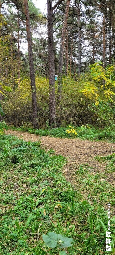 林间绿意盎然的开阔草地