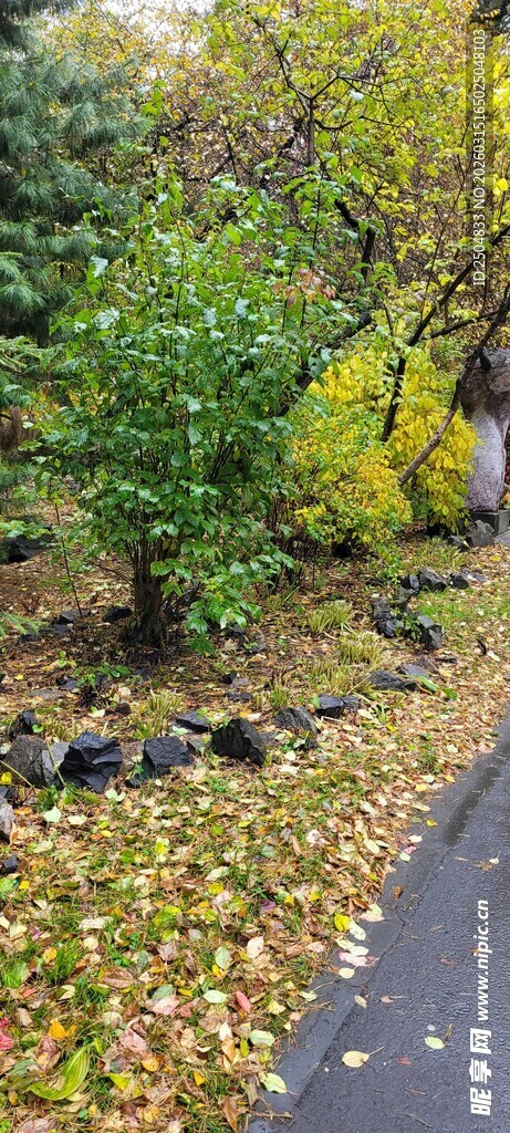 秋日林间铺叶的幽静小路