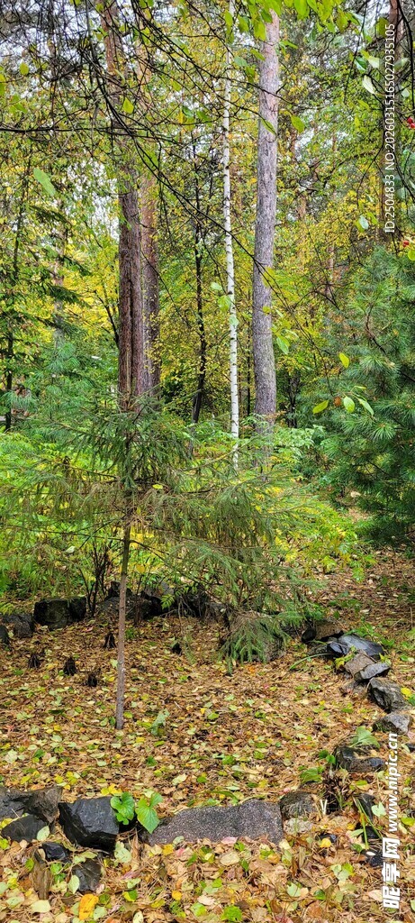 秋日森林落叶铺地景象