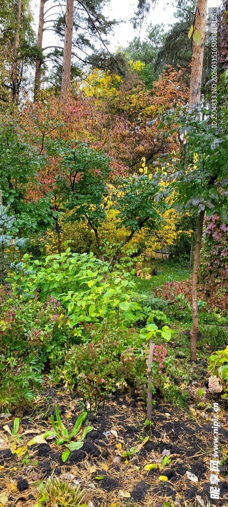 秋日森林多彩植被景观