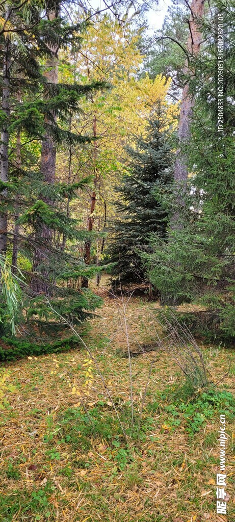 秋日林间小道美景