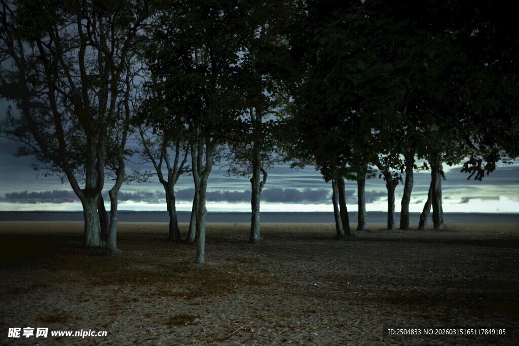 海边树林夜景图
