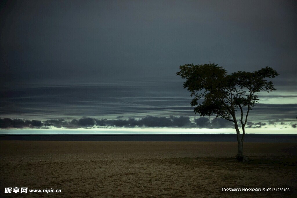 海边孤树 静谧暮色风光