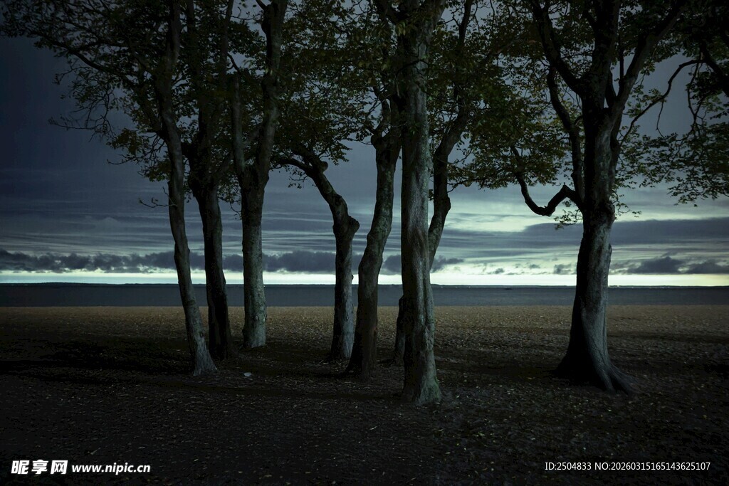 夜晚沙滩上的树木景观