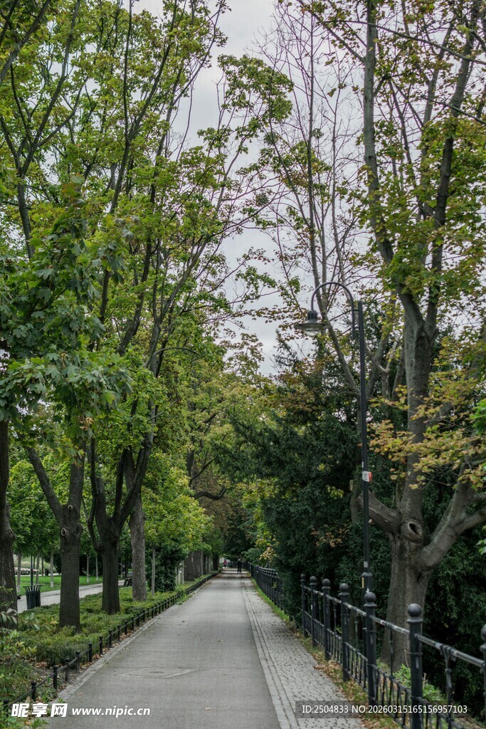 林间幽静小道绿意盎然