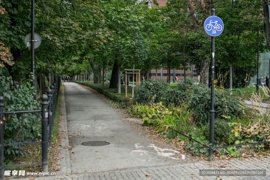 林荫小道的静谧景致