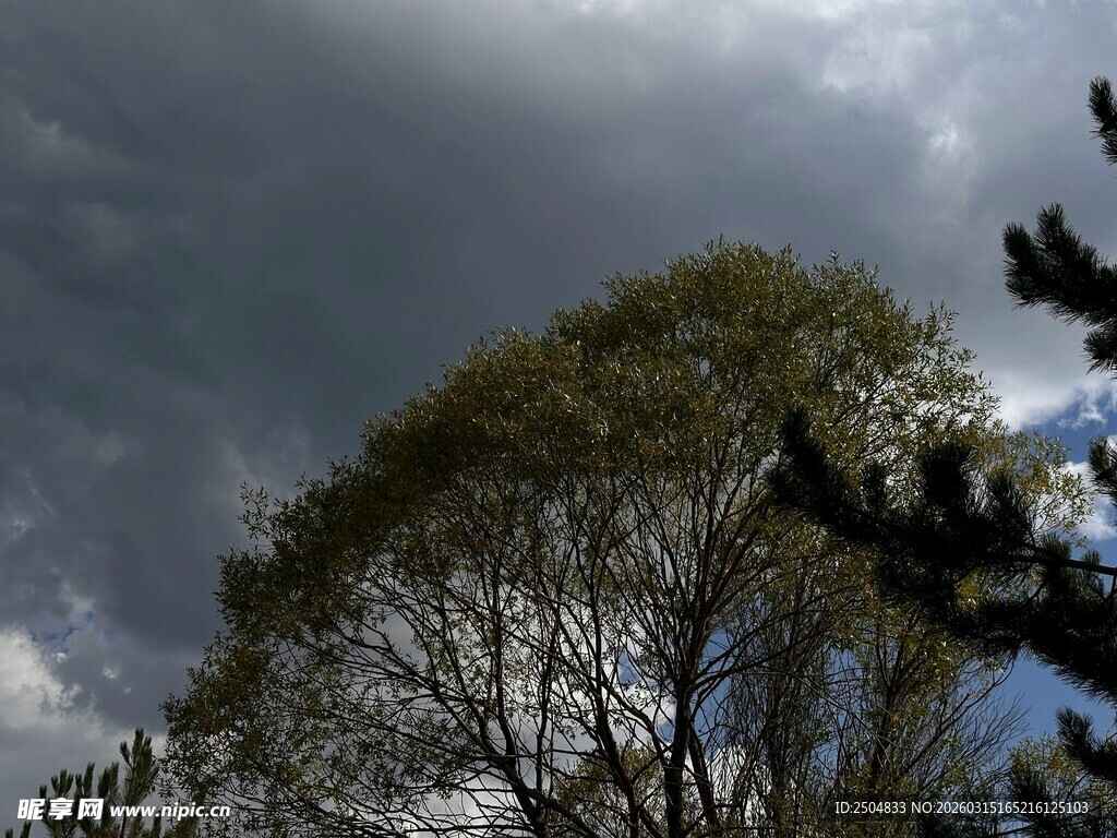 乌云下的树木景观