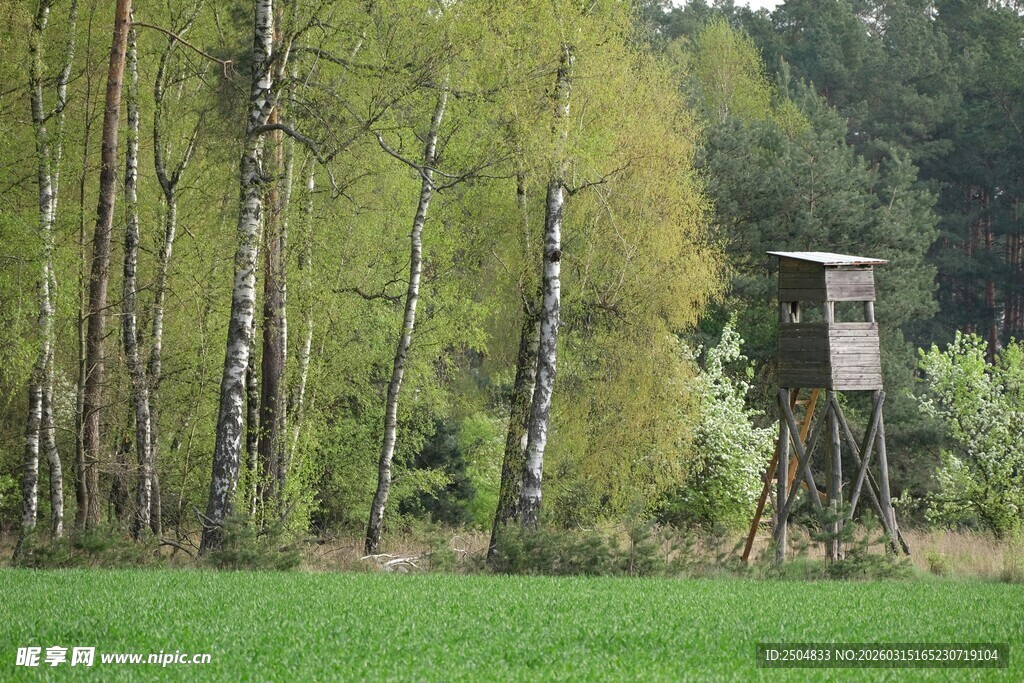 林间狩猎瞭望塔