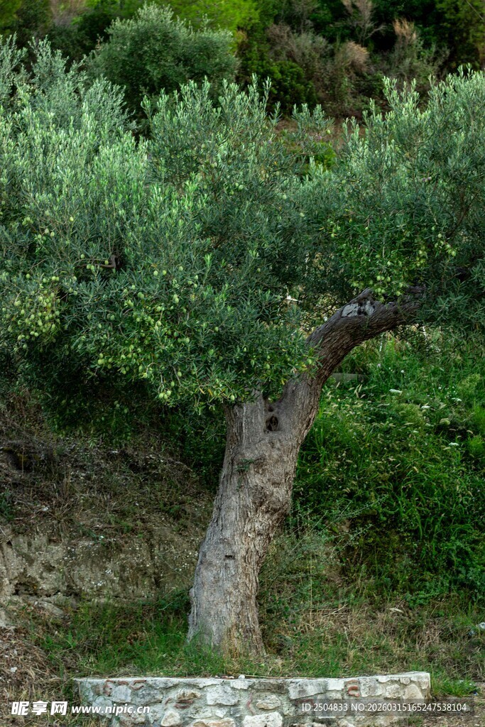 古老橄榄树 绿意盎然景致