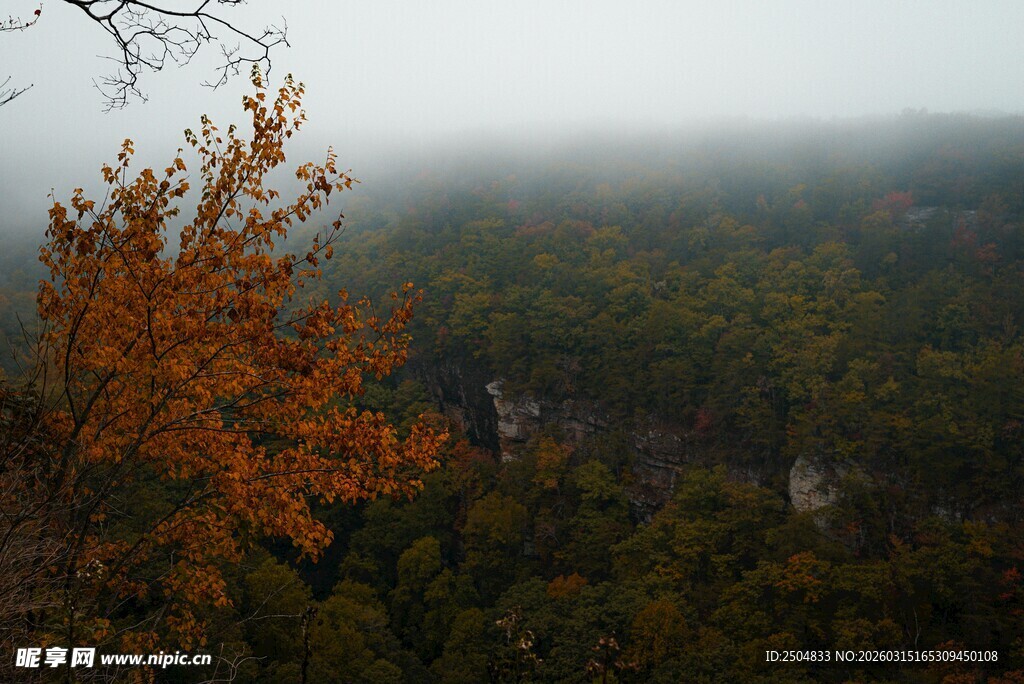 雾中秋色山林之景