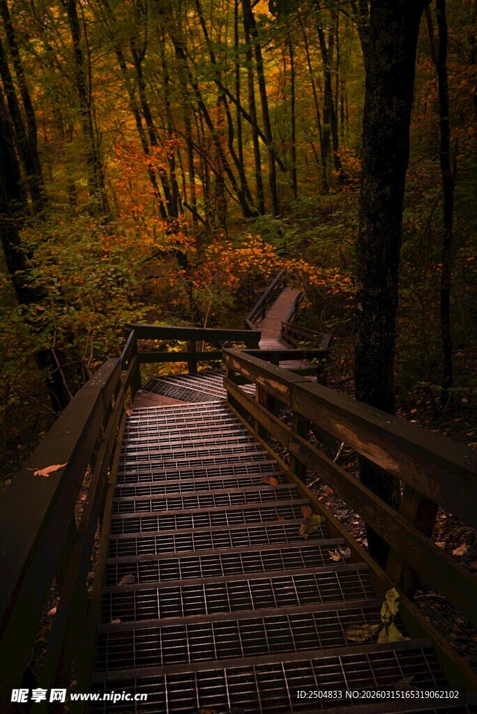 秋日林间木质步道美景