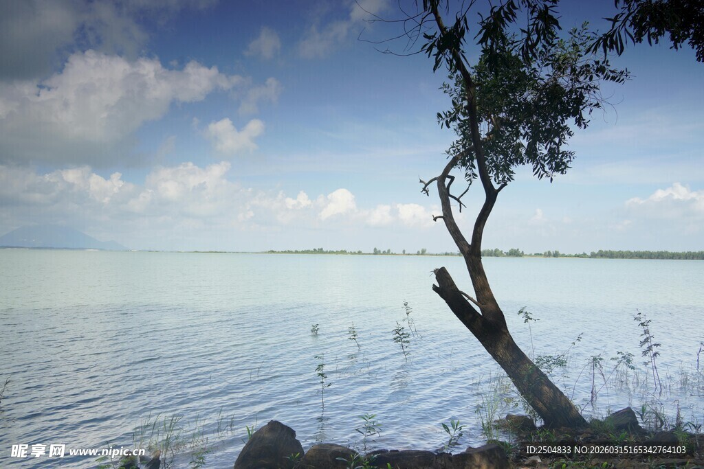 湖畔孤树 静谧湖景风光