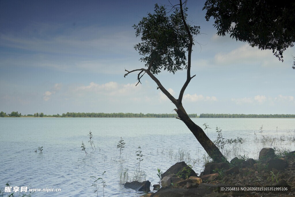 孤树挺立在广袤水域边