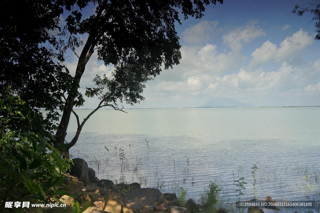海边树影下的宁静景致