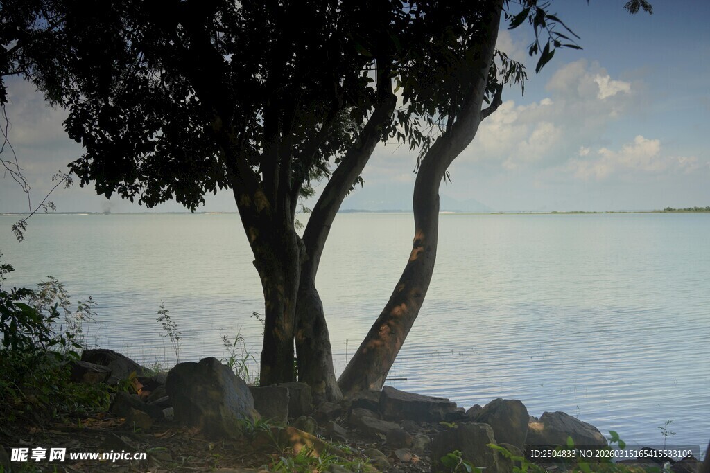 湖畔孤树 静谧自然景致