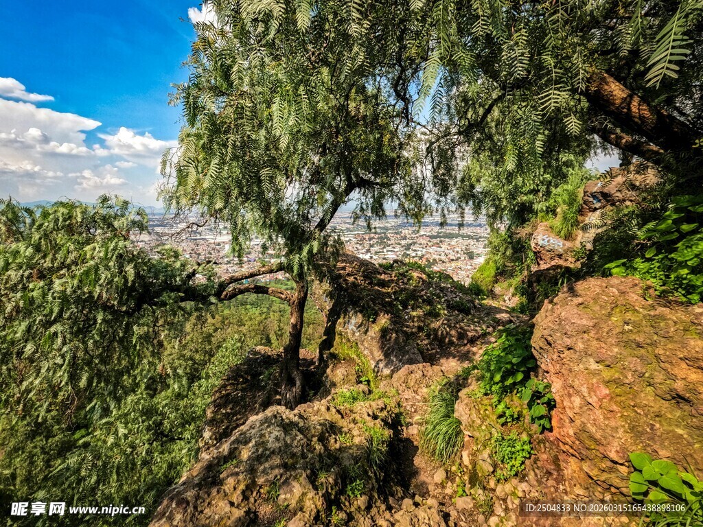 山间葱郁树木与开阔景致