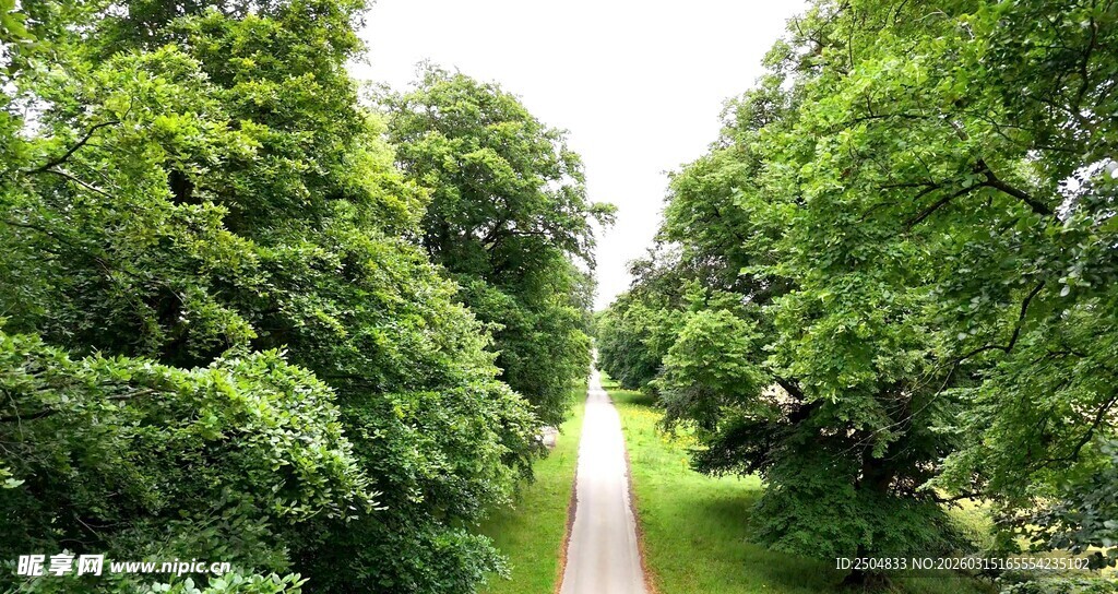 林间幽径 绿意盎然