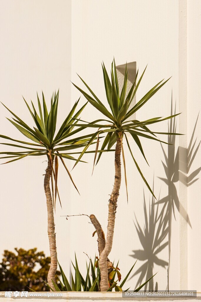 室内三株挺拔绿植景观