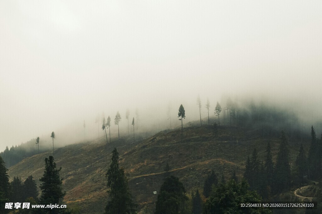 山间云雾缭绕的树木景观
