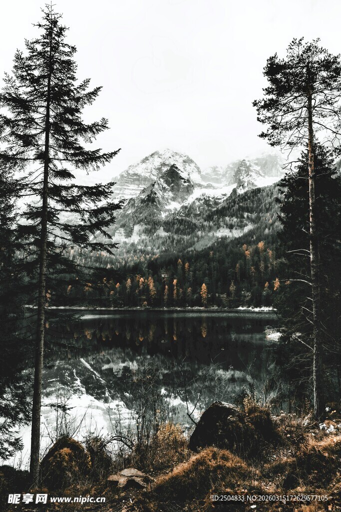 山间雪景中的挺拔松树