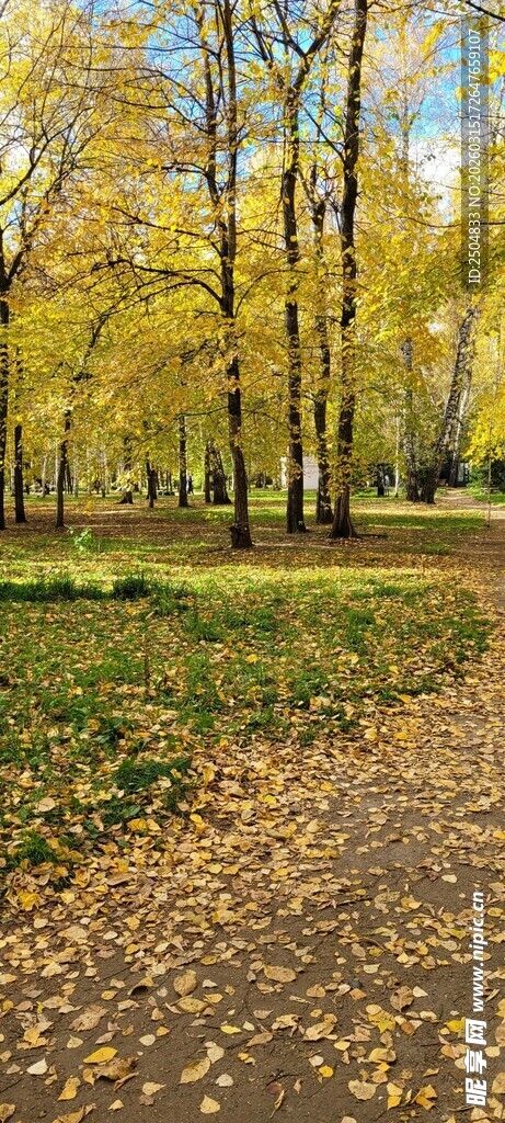 秋日林间小径美景