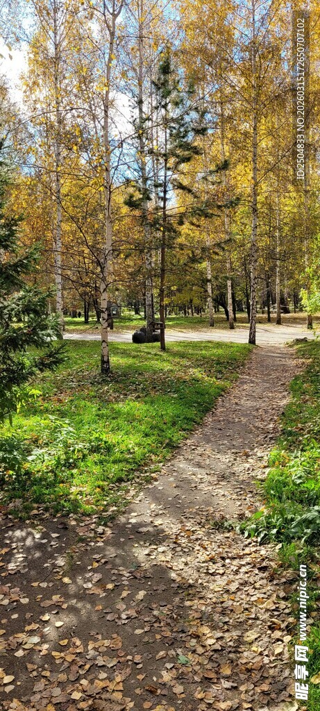 秋日林间小径风景
