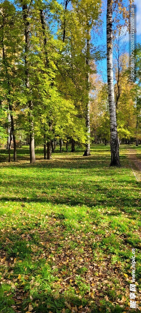 秋日阳光照耀下的林间草地