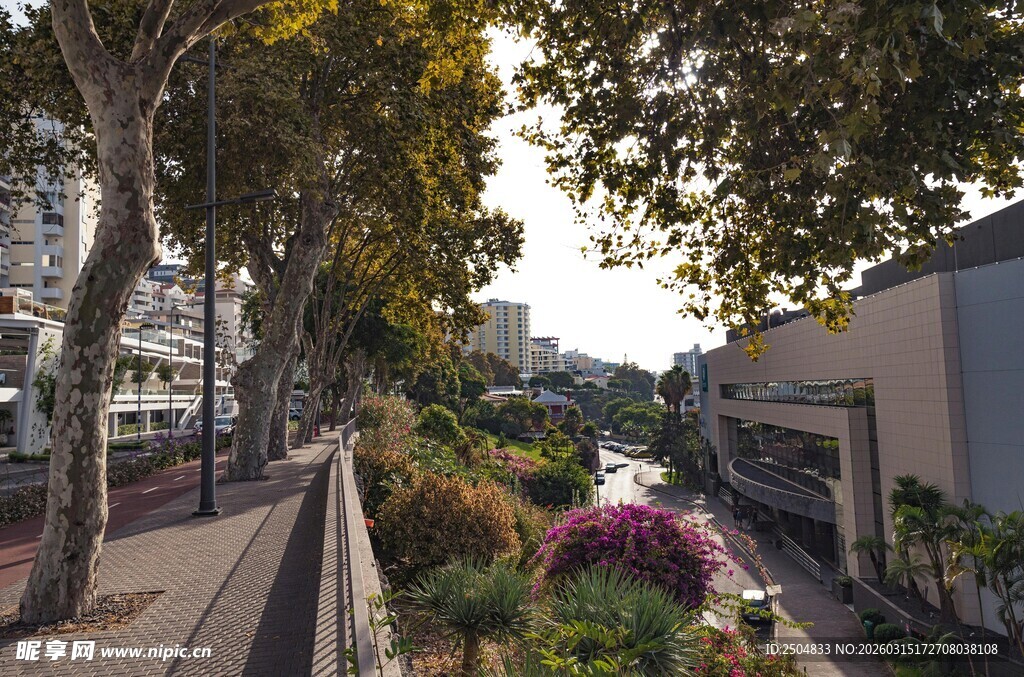 街道旁绿树繁花景致