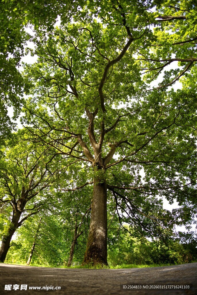 繁茂大树下的静谧景致