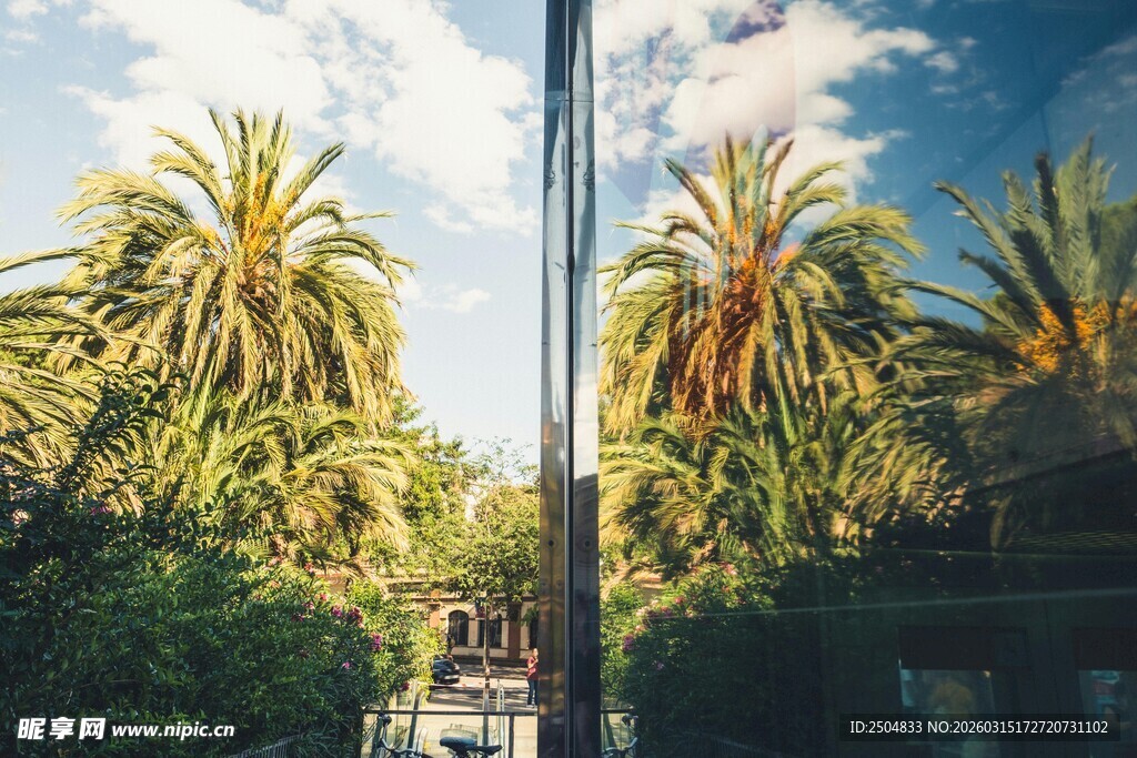 阳光下的棕榈树景观