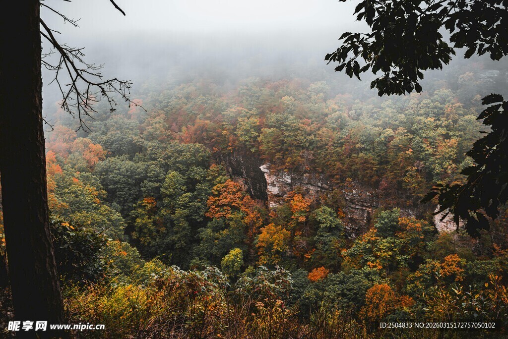 雾中多彩山林景色