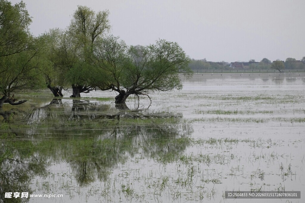 水畔孤树 静谧自然景观