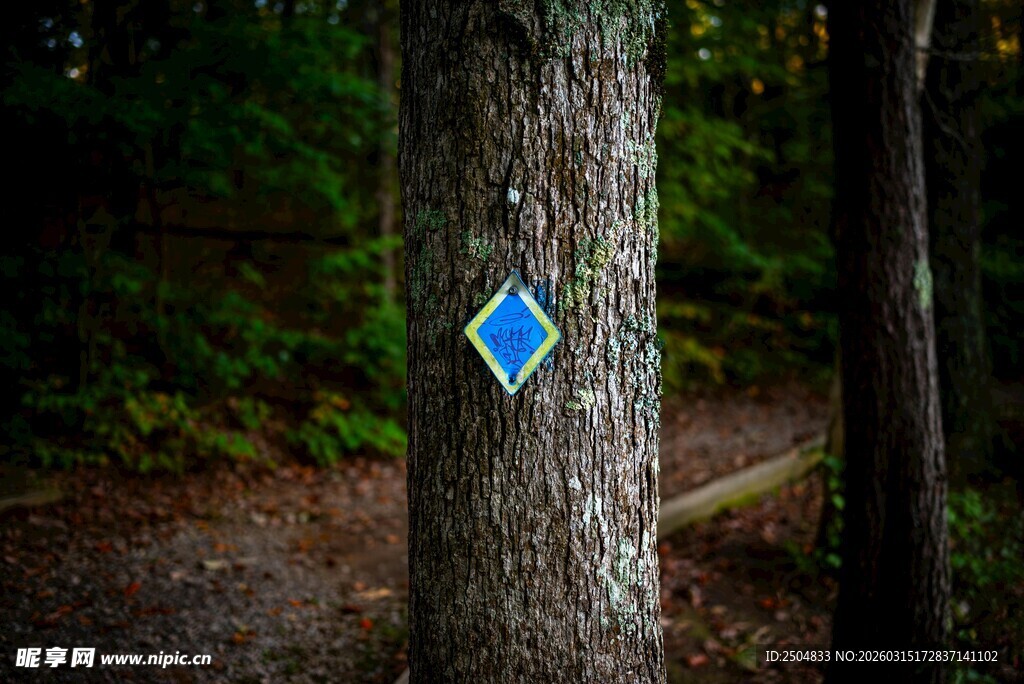 树干上的蓝色菱形标识